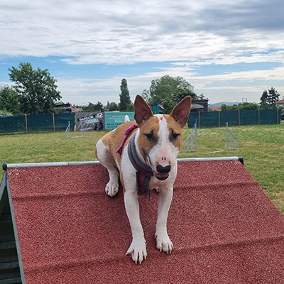 Chien sur la zone agility