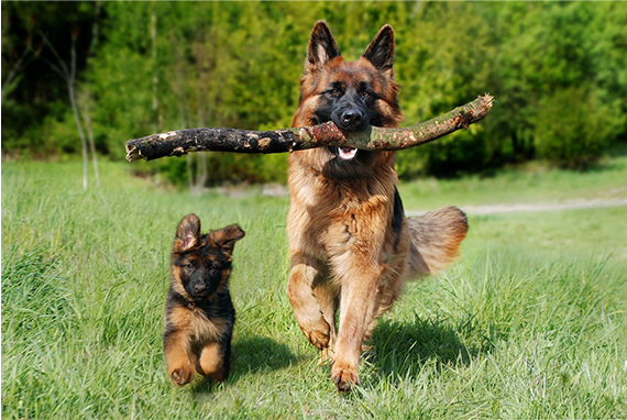 Un bon mode de vie entre le chien et son maître 2 chiens qui courent