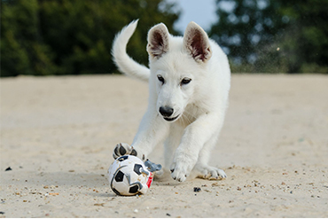 Chien blanc jouant au ballon